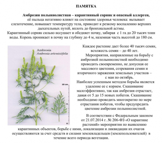 Амброзия полыннолистная — карантинный сорняк и опасный аллерген