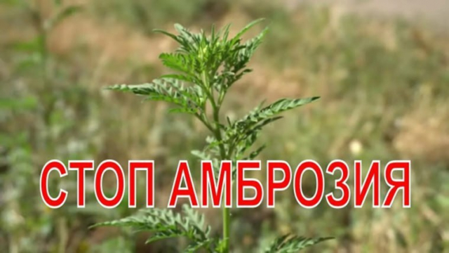 Боремся с амброзией вместе! 