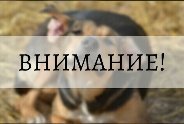 Подозрение в заболевании бешенством